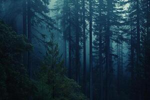 A forest with trees and a river background photo