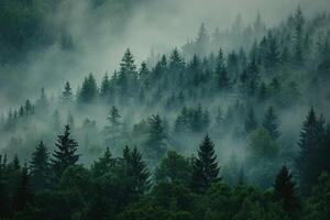 Foggy forest with trees and fog background photo