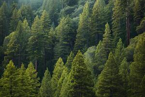 A forest of tall trees with a green sky background photo