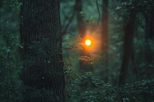 a tree with a bright orange light shining through it background photo