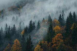 autumn forest with fog and trees background photo