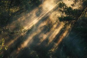 sunbeams shine through trees in the forest background photo