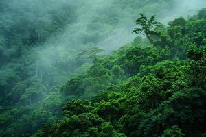 a forest with lots of green trees and fog background photo