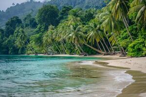a beach with palm trees and water background photo