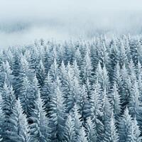 frosty trees in the mountains background photo