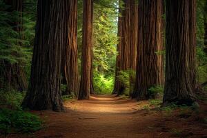a path through a forest with tall trees background photo