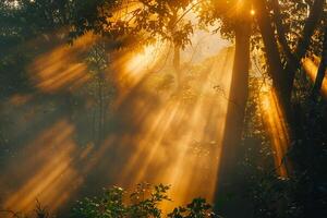 sunlight shining through trees in the forest background photo