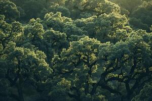 a view of trees in the forest background photo