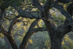 a large tree with many branches background photo