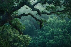 a tree is seen in the middle of a forest background photo