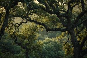a view of trees in the woods background photo