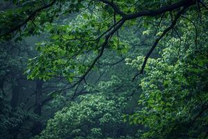 a green forest with trees and a foggy sky background photo