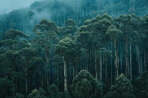 a forest with tall trees and fog background photo