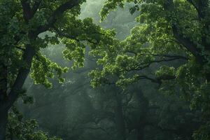 a forest with trees and a path through it background photo