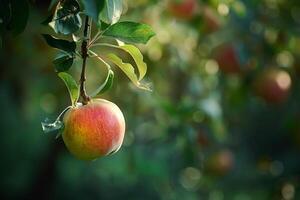 an apple hanging from a tree with leaves background photo