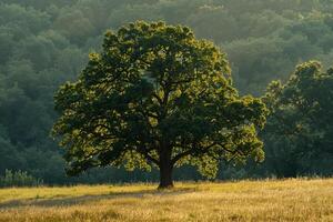 a large tree in a field background photo