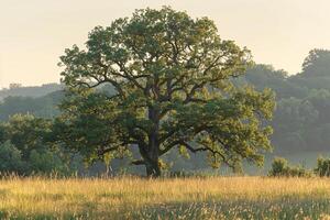 a large tree in a field background photo