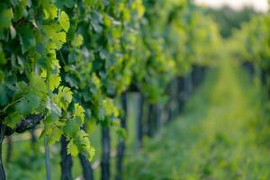 a row of green vines in a vineyard background photo