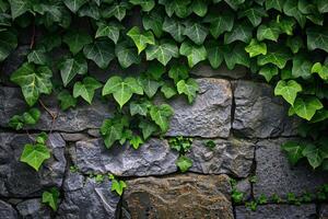 a stone wall with ivy growing on it background photo