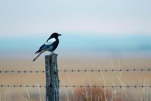 a bird is perched on a fence post in a field background photo