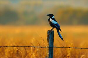 a bird is perched on a fence post in a field background photo