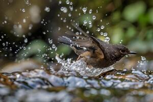 a bird is splashing water from its beak background photo