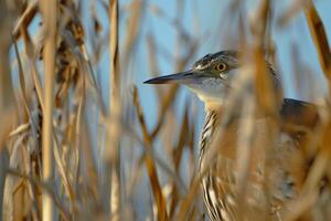 a bird is standing in tall grass background photo