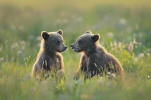 two brown bears sitting in the grass background photo