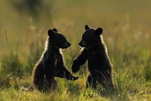 two black bear cubs playing in the grass background photo