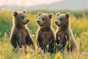 three brown bears sitting in tall grass background photo
