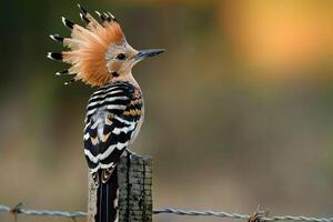 a bird with a mohawk perched on a fence post background photo