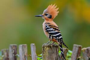 a bird with a mohawk perched on a wooden fence background photo