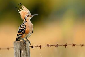 a bird with a mohawk perched on a fence post background photo
