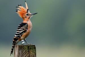 a bird with a mohawk on top of a wooden post background photo