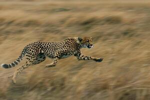 a cheetah running through tall grass background photo