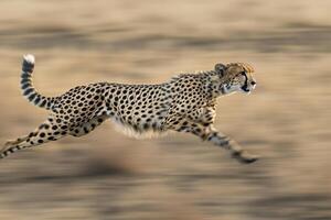 a cheetah running in the wild background photo