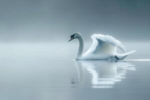 a white swan floating on the water in a foggy day background photo