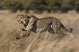 a cheetah running through the tall grass background photo