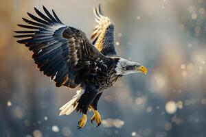 an eagle is flying in the air with its wings spread background photo