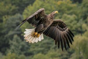 an eagle is flying over a forest background photo
