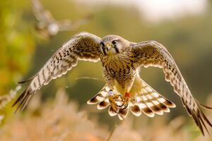 a bird of prey flying over a field of grass background photo