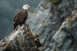 a bald eagle perched on a rock in front of a mountain background photo