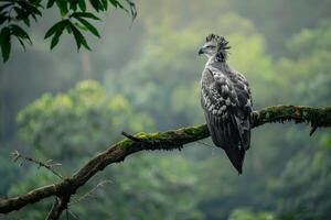a bird is sitting on a branch in the forest background photo