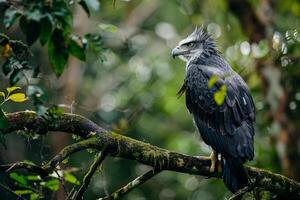a large bird is perched on a branch in the forest background photo
