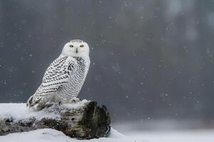 a snowy owl perched on a tree branch in the snow background photo