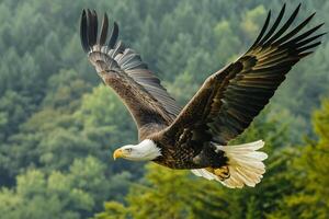 a bald eagle soaring over a forest background photo