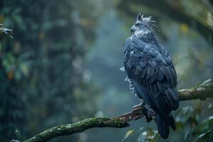 a large bird is perched on a branch in the forest background photo