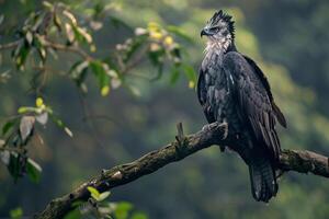 a large bird is sitting on a branch background photo