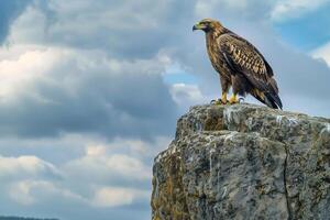 a golden eagle perched on a rock in front of a cloudy sky background photo