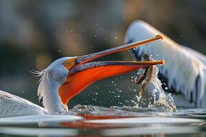 a pelican with a fish in its mouth background photo